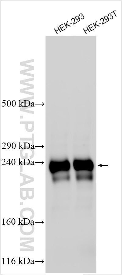 ZNF683 Antibody in Western Blot (WB)