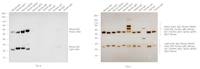 Mouse IgG (H+L) Poly-HRP Secondary Antibody in Western Blot (WB)