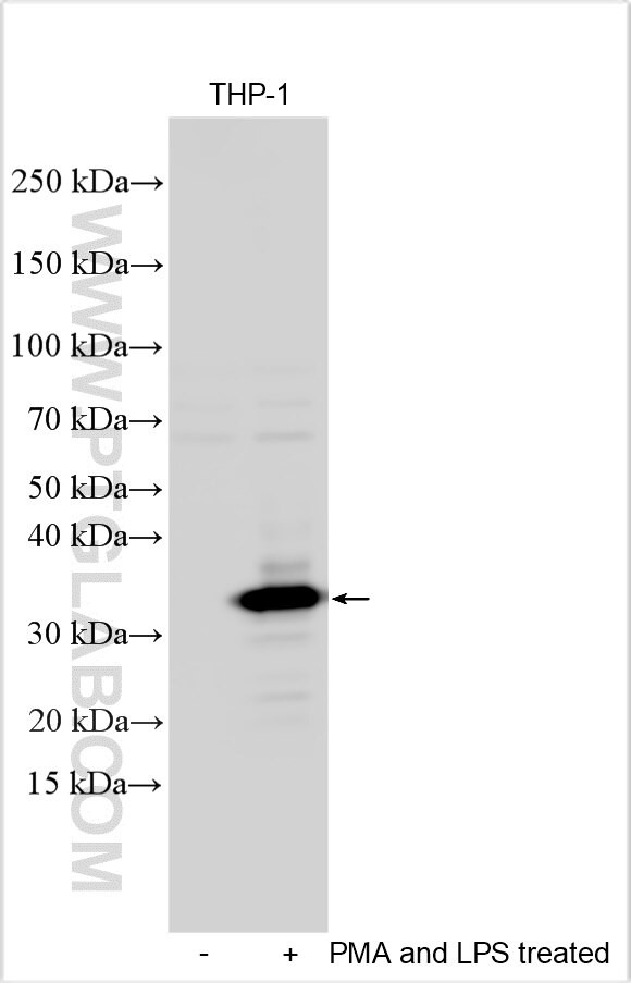 GPR183 Antibody in Western Blot (WB)