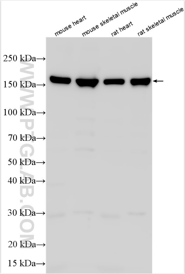 SLC35F4 Antibody in Western Blot (WB)