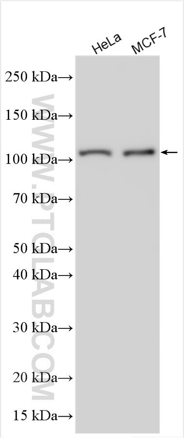 TMEM205 Antibody in Western Blot (WB)