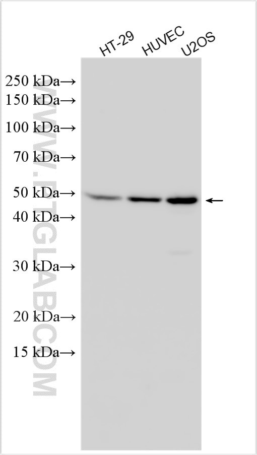 MPP10 Antibody in Western Blot (WB)