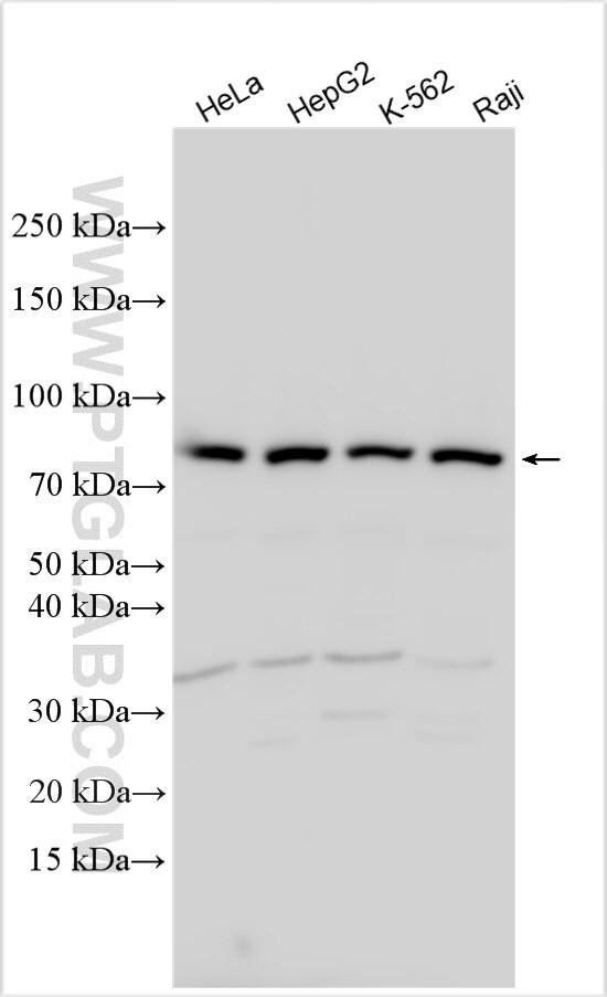 SAV1 Antibody in Western Blot (WB)