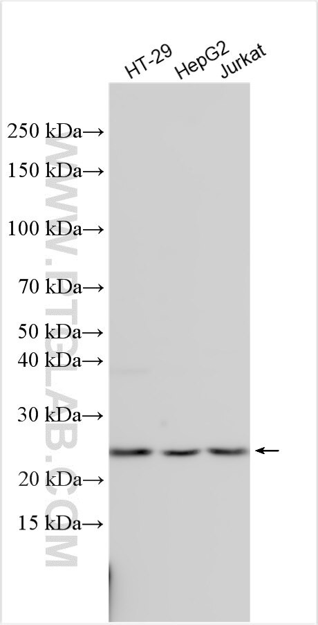 WBP4 Antibody in Western Blot (WB)