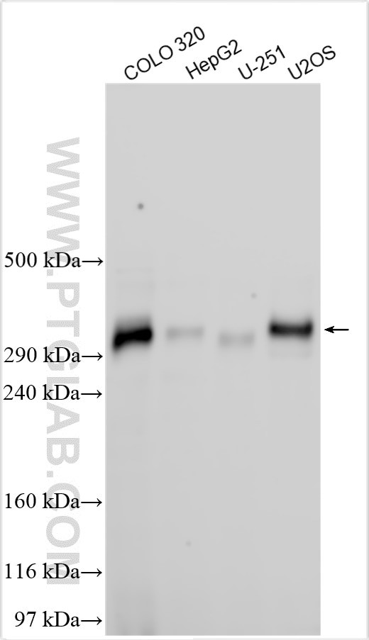 TEKTIP1 Antibody in Western Blot (WB)