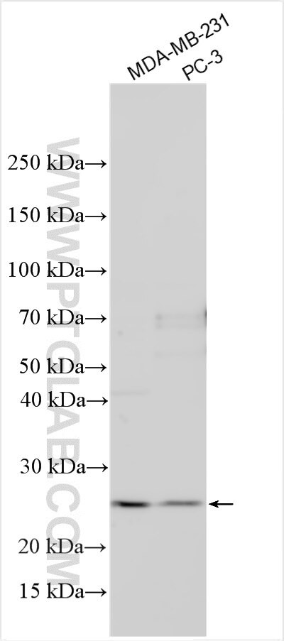 MEGF8 Antibody in Western Blot (WB)
