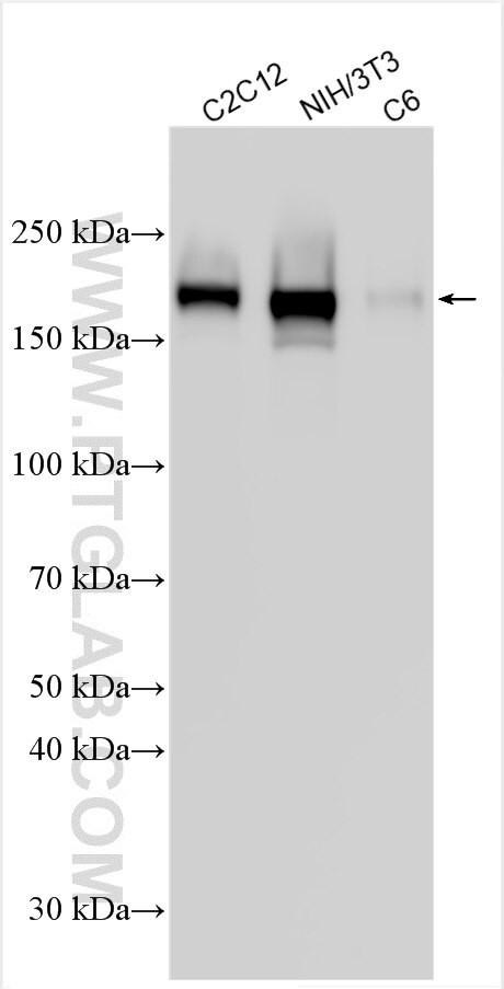 CD71 Antibody in Western Blot (WB)