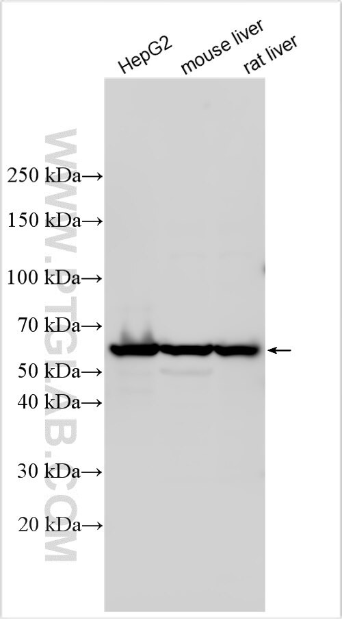RIC1 Antibody in Western Blot (WB)