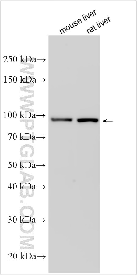 CFHR5 Antibody in Western Blot (WB)