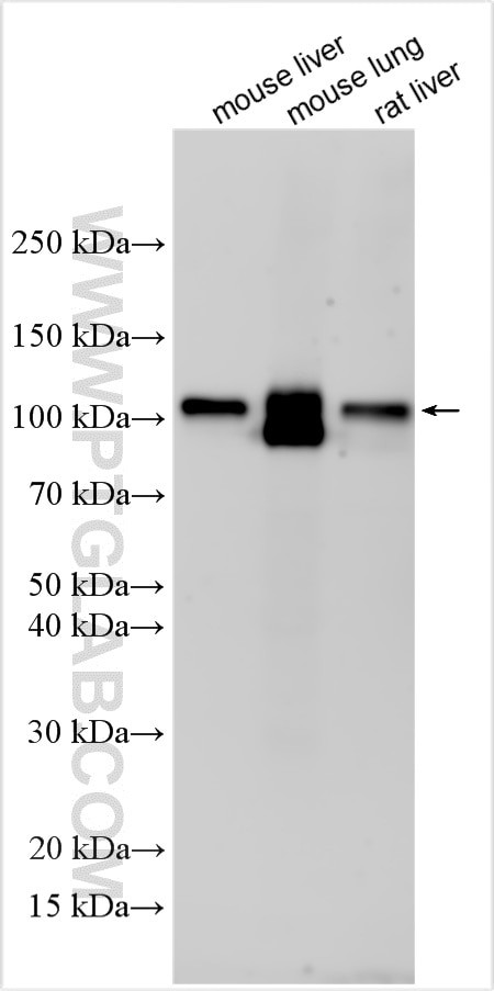 DPP4/CD26 Antibody in Western Blot (WB)