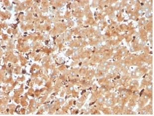 Haptoglobin (HP) Antibody in Immunohistochemistry (Paraffin) (IHC (P))