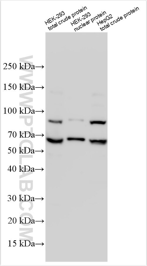 EDDM3B Antibody in Western Blot (WB)