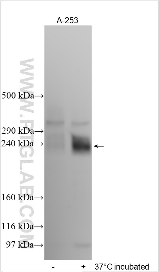 ORC3L Antibody in Western Blot (WB)