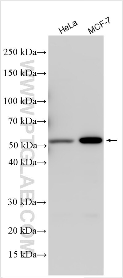 PCNX1 Antibody in Western Blot (WB)