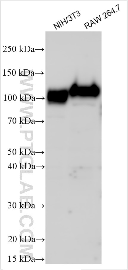 CDYL2 Antibody in Western Blot (WB)