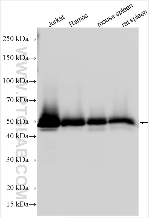 CD42c Antibody in Western Blot (WB)