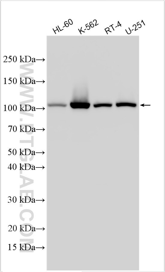 OPA1 Antibody in Western Blot (WB)