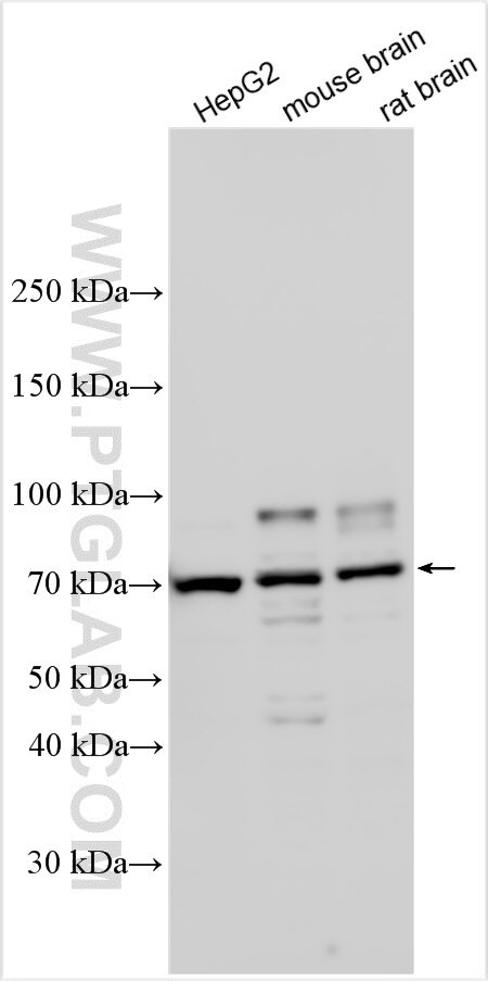 PLXND1 Antibody in Western Blot (WB)