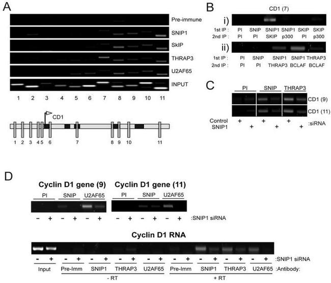 U2AF2 Antibody in ChIP Assay (ChIP)