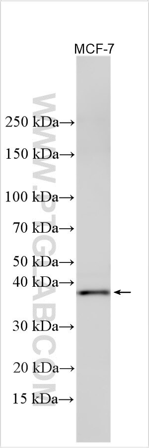 JPH4 Antibody in Western Blot (WB)