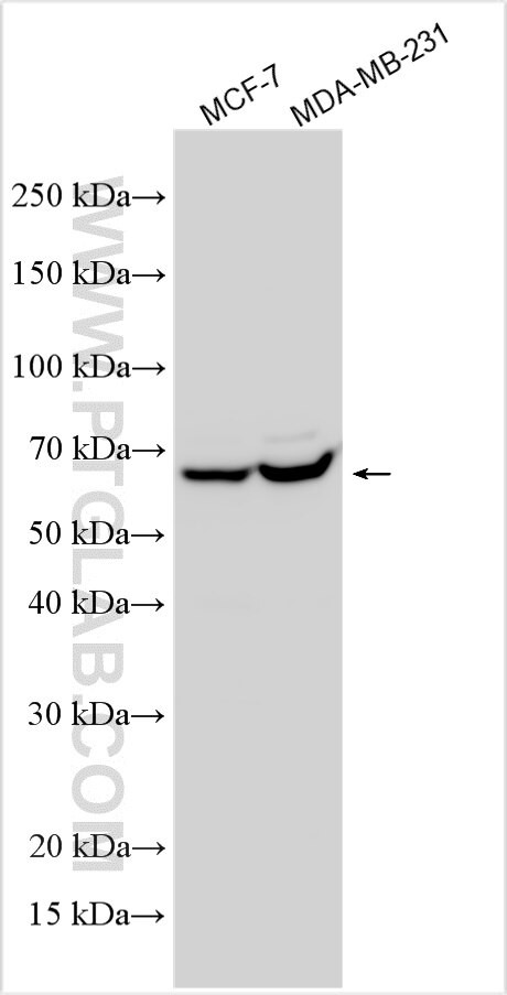 FAM86A Antibody in Western Blot (WB)