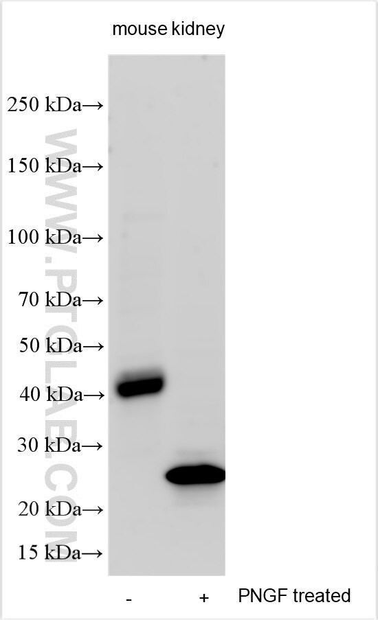 CD300a Antibody in Western Blot (WB)