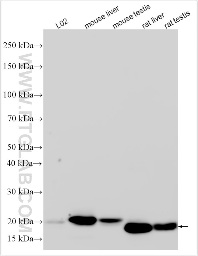 CXCL2 Antibody in Western Blot (WB)