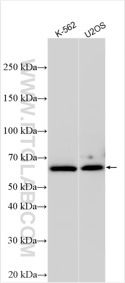 SPATS2 Antibody in Western Blot (WB)