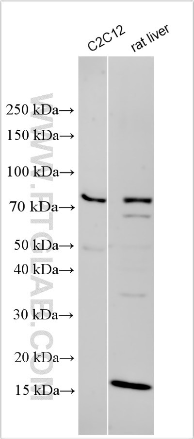 ZNF280B Antibody in Western Blot (WB)