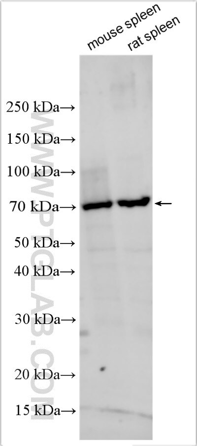CX3CL1 Antibody in Western Blot (WB)