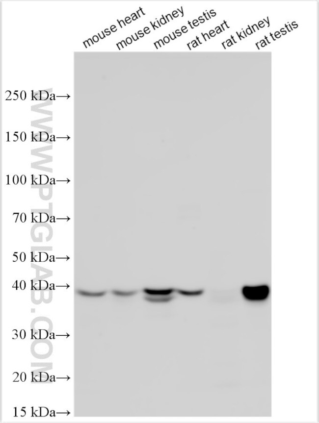 Reg2 Antibody in Western Blot (WB)