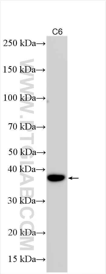 JAM3 Antibody in Western Blot (WB)