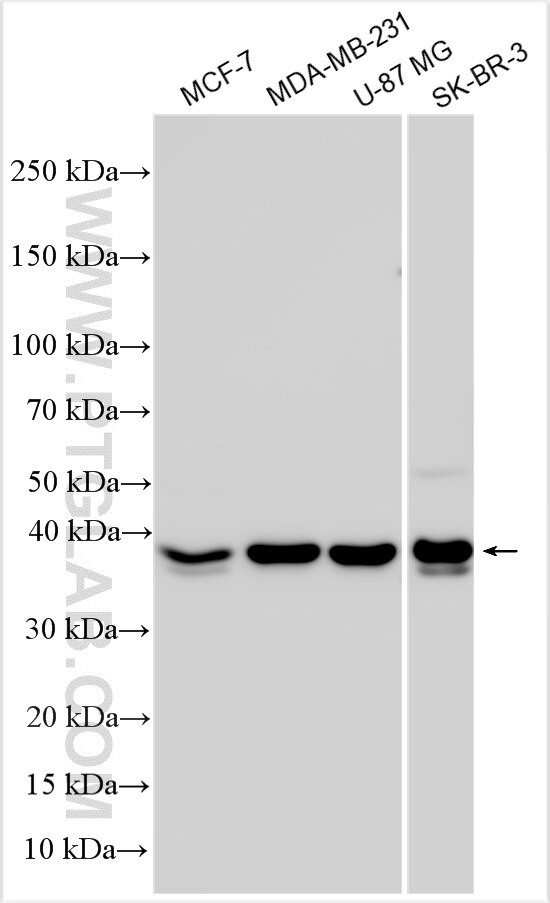KREMEN1 Antibody in Western Blot (WB)