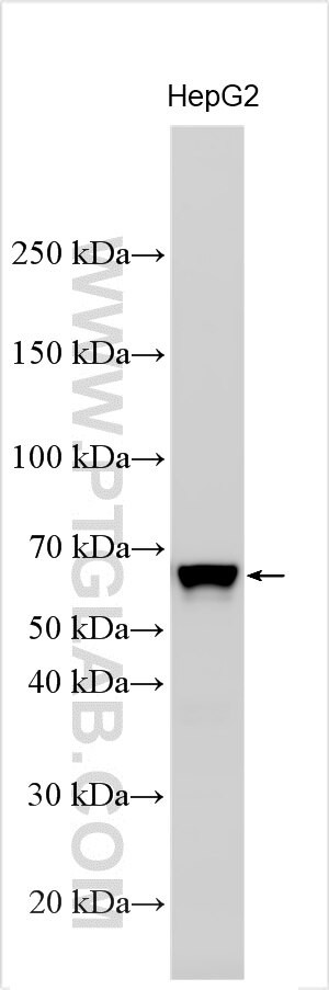FAM50B Antibody in Western Blot (WB)