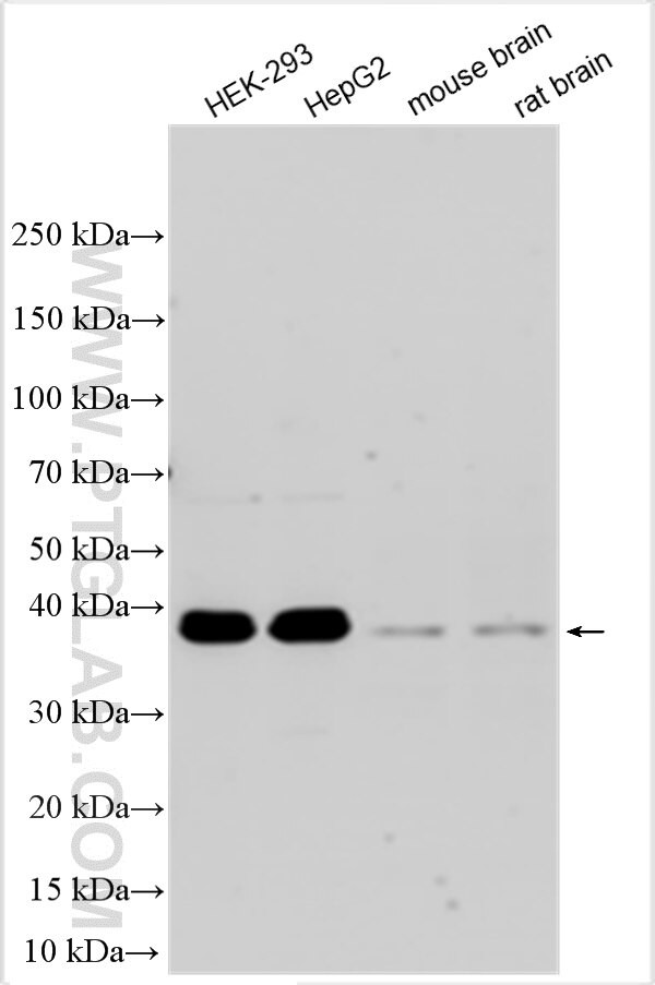 WASF1 Antibody in Western Blot (WB)