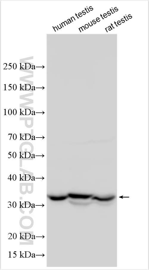 DCAF16 Antibody in Western Blot (WB)