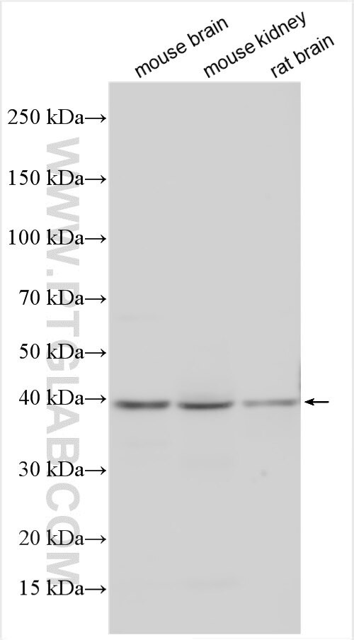 Osteopontin Antibody in Western Blot (WB)