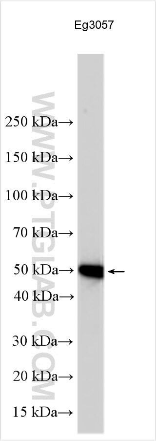 CD63 Antibody in Western Blot (WB)