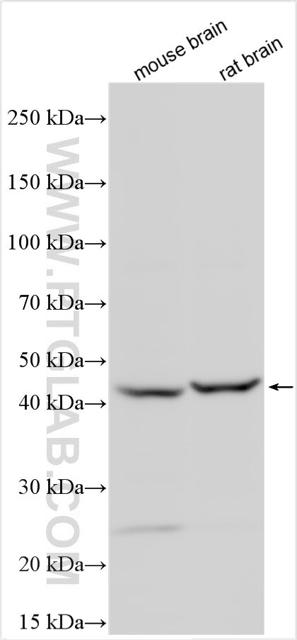 IFN-alpha-7/IFNA7 Antibody in Western Blot (WB)