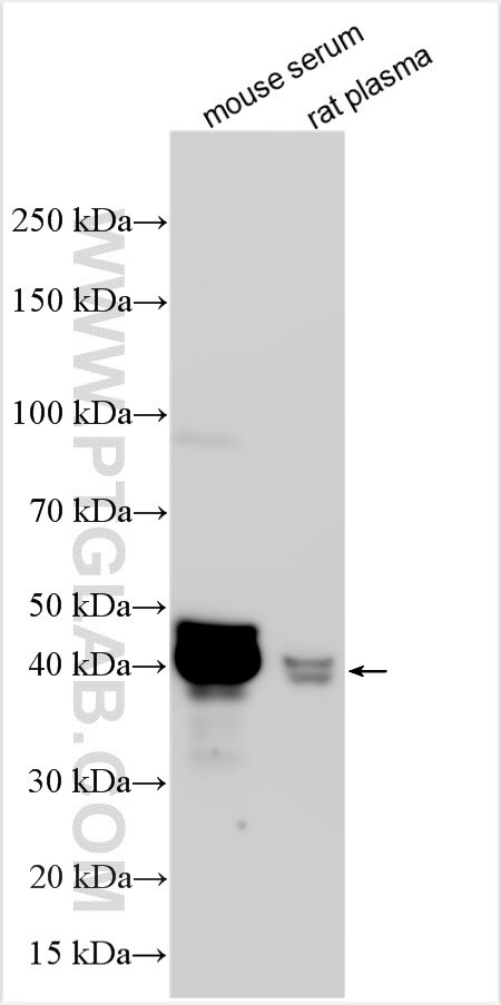IFN alpha2 Antibody in Western Blot (WB)