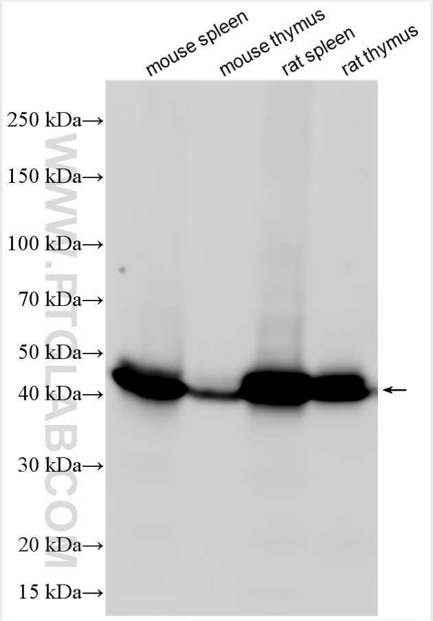 Complement factor D Antibody in Western Blot (WB)
