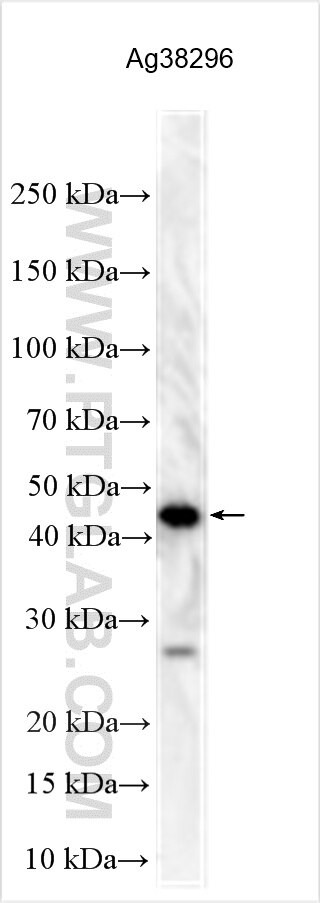 C9orf40 Antibody in Western Blot (WB)