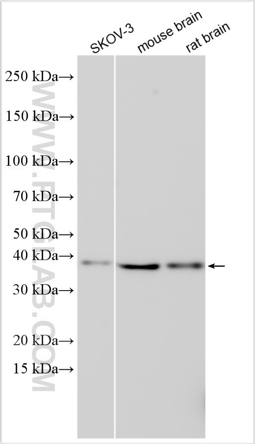 COPS7B Antibody in Western Blot (WB)