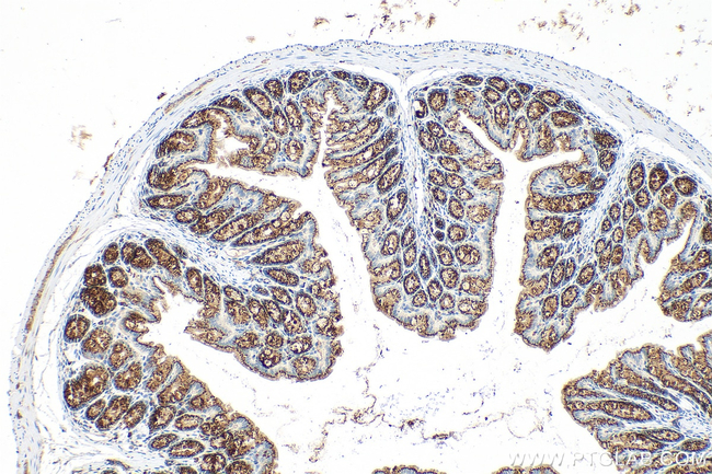 FAM3D Antibody in Immunohistochemistry (Paraffin) (IHC (P))