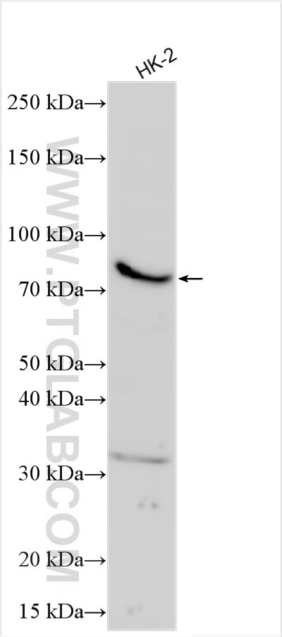 RNPS1 Antibody in Western Blot (WB)