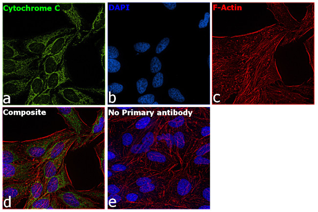 Cytochrome C Antibody in Immunocytochemistry (ICC/IF)