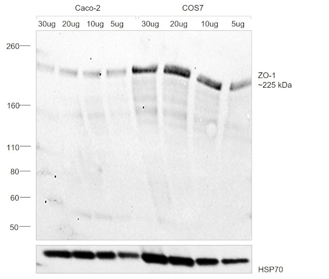 ZO-1 Antibody