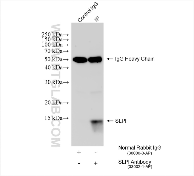 SLPI Antibody in Immunoprecipitation (IP)