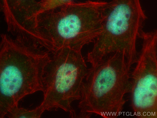 XAGE2 Antibody in Immunocytochemistry (ICC/IF)