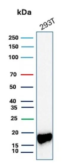 Survivin/BIRC5 Antibody in Western Blot (WB)